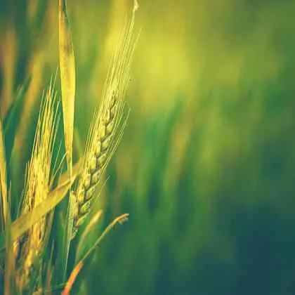 VenAG 44A and 51B agro emulsifiers for agriculture applications